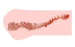 Kokos Masturbator Taschenmuschi Realistische Vagina Pussy Öffnung Männer Sexspielzeug -Sexspielzeug für die Vagina Geschäft kokos masturbator taschenmuschi realistische vagina pussy offnung manner sexspielzeug 138303