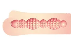 Kokos Masturbator Taschenmuschi Realistische Vagina Pussy Öffnung Männer Sexspielzeug 14 Kokos Masturbator Taschenmuschi Realistische Vagina Pussy Öffnung Männer Sexspielzeug -Sexspielzeug für die Vagina Geschäft kokos masturbator taschenmuschi realistische vagina pussy offnung manner sexspielzeug 149950